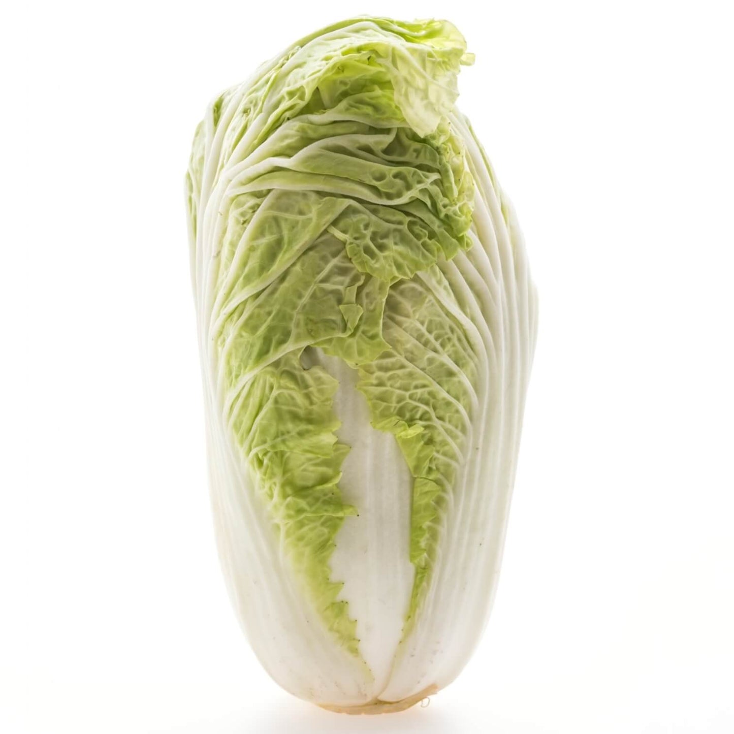 Napa Cabbage